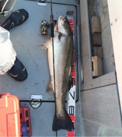 エヌスタイル 釣果