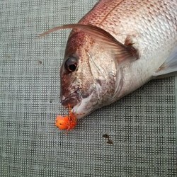 チャモロ 釣果