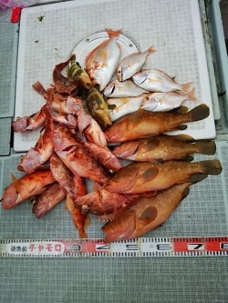 チャモロ 釣果
