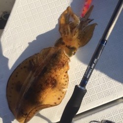 「LaGooN」蒼陽丸 日和号　 釣果