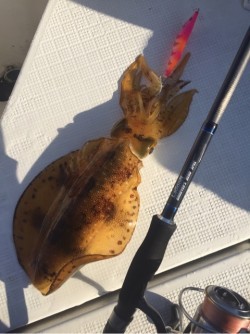 「LaGooN」蒼陽丸 日和号　 釣果