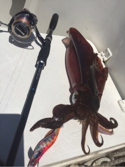 「LaGooN」蒼陽丸 日和号　 釣果