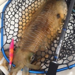 「LaGooN」蒼陽丸 日和号　 釣果