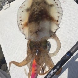 「LaGooN」蒼陽丸 日和号　 釣果