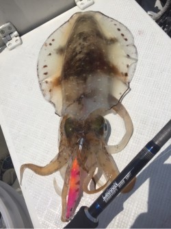 「LaGooN」蒼陽丸 日和号　 釣果