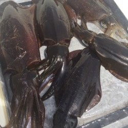 「LaGooN」蒼陽丸 日和号　 釣果