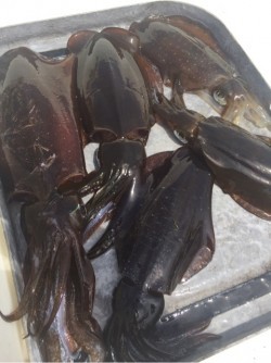 「LaGooN」蒼陽丸 日和号　 釣果