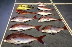 South Current 釣果