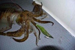 South Current 釣果