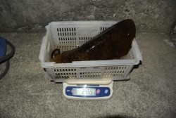 South Current 釣果