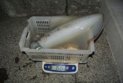 South Current 釣果