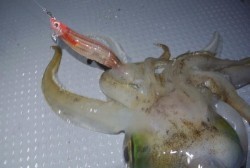 South Current 釣果