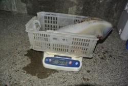 South Current 釣果