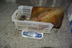 South Current 釣果