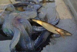 South Current 釣果