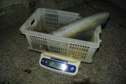 South Current 釣果