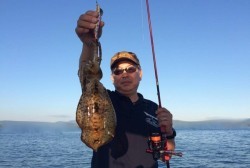 South Current 釣果