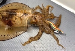 South Current 釣果