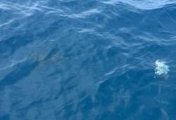 South Current 釣果