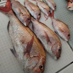 トリップ 釣果
