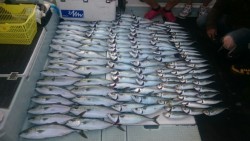 エムズジャーク（M’s JERK） 釣果