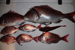 ＪＤＩ　Ｒａｃｉｎｇ　シールズマリンレジャ…