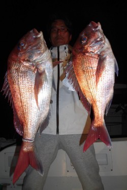 ＪＤＩ　Ｒａｃｉｎｇ　シールズマリンレジャー 釣果