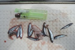 ワープゾーン 釣果