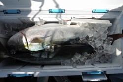 ワープゾーン 釣果