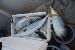 ワープゾーン 釣果