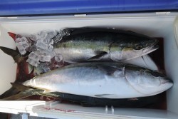 ワープゾーン 釣果