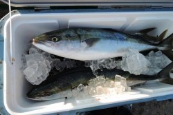 ワープゾーン 釣果