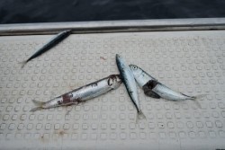 ワープゾーン 釣果