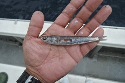 ワープゾーン 釣果