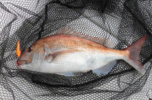 ＪＤＩ　Ｒａｃｉｎｇ　シールズマリンレジャ…