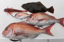 ＪＤＩ　Ｒａｃｉｎｇ　シールズマリンレジャ…