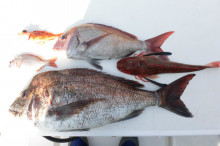 ＪＤＩ　Ｒａｃｉｎｇ　シールズマリンレジャ…