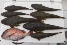 ＪＤＩ　Ｒａｃｉｎｇ　シールズマリンレジャ…