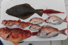 ＪＤＩ　Ｒａｃｉｎｇ　シールズマリンレジャ…