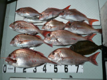 オーシャンスター(Ocean Star) …