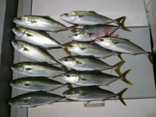 オーシャンスター(Ocean Star) 釣果