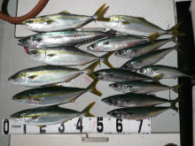 オーシャンスター(Ocean Star) …