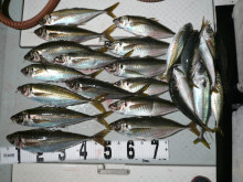 オーシャンスター(Ocean Star) 釣果