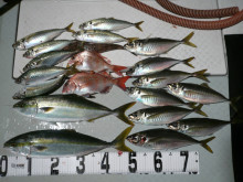 オーシャンスター(Ocean Star) …