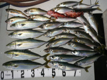 オーシャンスター(Ocean Star) …