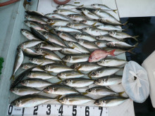 オーシャンスター(Ocean Star) …