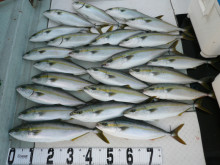 オーシャンスター(Ocean Star) 釣果