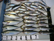 オーシャンスター(Ocean Star) …