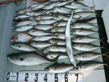 オーシャンスター(Ocean Star) …