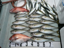 オーシャンスター(Ocean Star) …